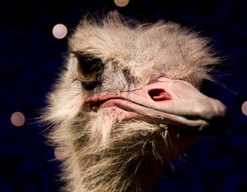 ostrich